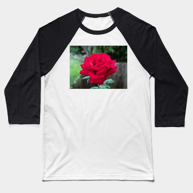 Royal William Hybrid tea red rose Baseball T-Shirt by fantastic-designs